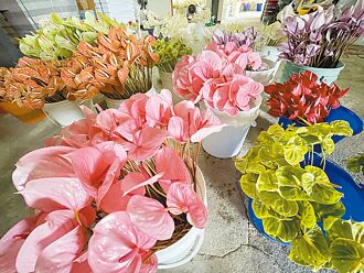 六甲火鶴 年銷國外約420萬支