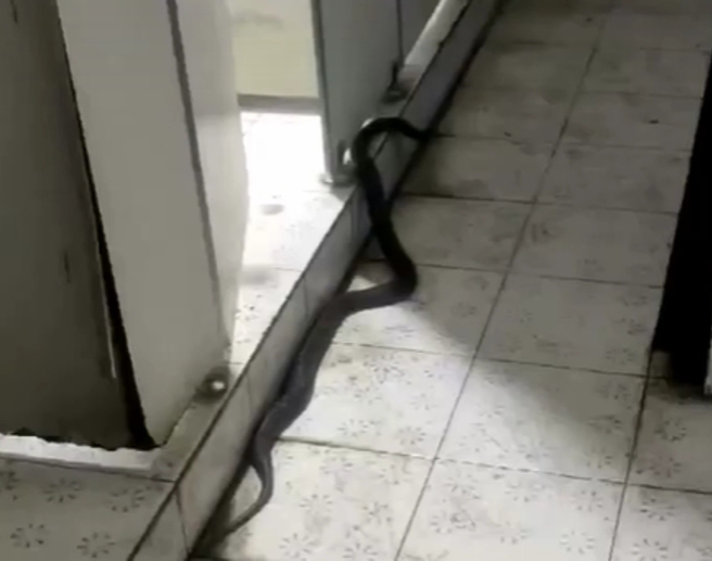 一名男子在公廁拉屎遇到蛇，恐怖畫面引起網友討論。（圖／翻攝自爆廢1公社）