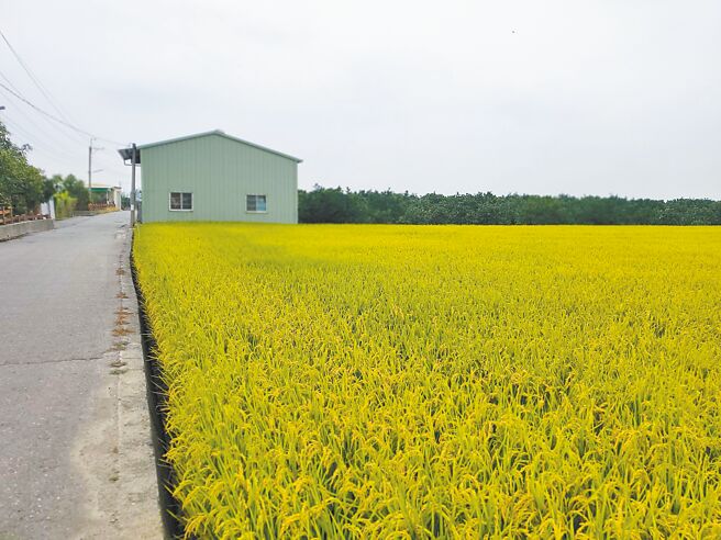 國土計畫法上路後，農地使用受限，引起農民反彈。（本報資料照片）