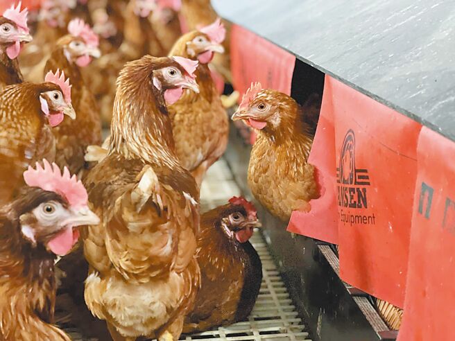 為響應動物保育及友善環境等議題，台北市教育局與台北農產運銷公司攜手合作，今年起首次在校園午餐導入友善飼養雞蛋。圖為友善飼養母雞產蛋箱。（台北市教育局提供／黃敬文台北傳真）