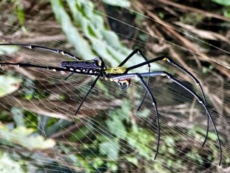 鄭明典直擊超大蜘蛛 喊罕見：很少看到這麼大的