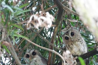 呆萌领角鸮回归！2只变4只 重返山上水道博物馆站岗