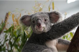 食餘再生製成精油 無尾熊「芙蓉」成最佳代言人
