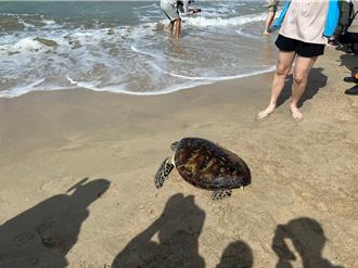 世界海龜日12海龜重獲自由 澎湖邀國小師生見證