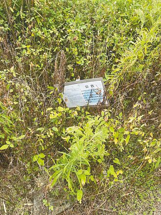 桃園 航空城徵收農地閒置 毒蛇出沒