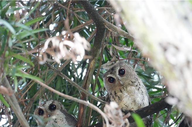 身披白色绒毛的小领角鸮，躲藏在树间，呆萌可爱的模样十分疗癒。(山上水道博物馆提供／曹婷婷台南传真)
