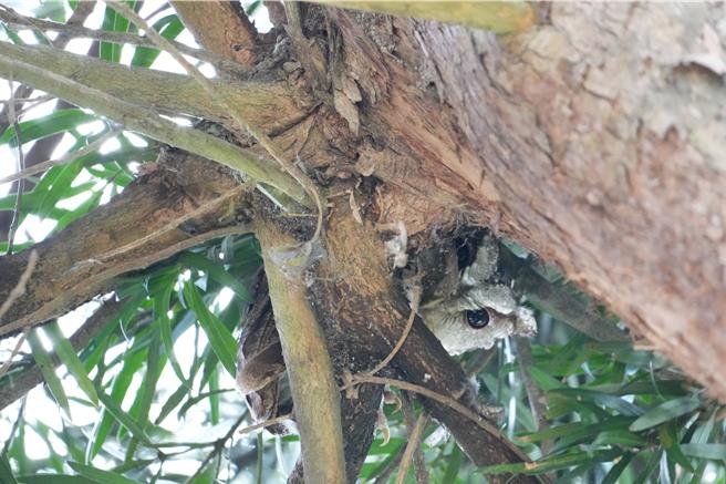 呆萌领角鸮回归山上水道博物馆站岗。(山上水道博物馆提供／曹婷婷台南传真)