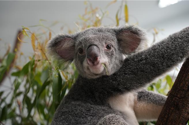 6月16日為無尾熊「芙蓉」生日。（台北市立動物園提供／劉瑋晴台北傳真)
