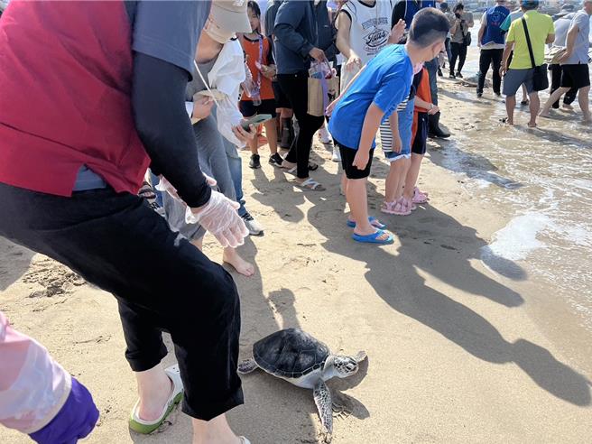 澎湖今天野放12隻被收容的海龜，並邀請嵵裡、山水2所國小的師生參與見證。（澎湖縣農漁局提供／任義宇高雄傳真）