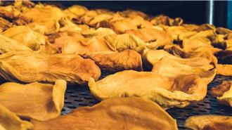 助農民提高收益 官田區農會18日開始代烘芒果