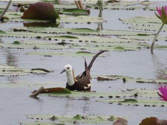 台南水雉復育有成 驚喜現蹤白河蓮花田