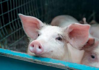 大陸對歐盟出手了！報復電動車關稅 反傾銷調查豬肉及相關副產品