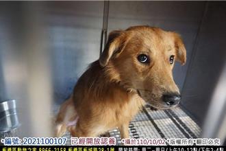 從兇犬到萌犬 動保志工耐心化解「牠」暴戾之氣