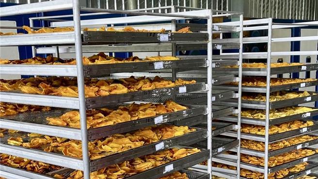 最近芒果開始採收，官田區農會18日開始代工農民烘製芒果乾。（官田區農會提供／張毓翎台南傳真）