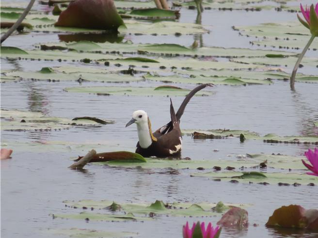 台南水雉復育有成，族群往外擴散，現蹤白河蓮花田。（白河區公所提供／張毓翎台南傳真）