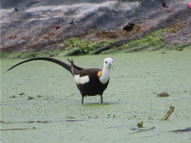 水雉十分呆萌可愛。（白河區公所提供／張毓翎台南傳真）