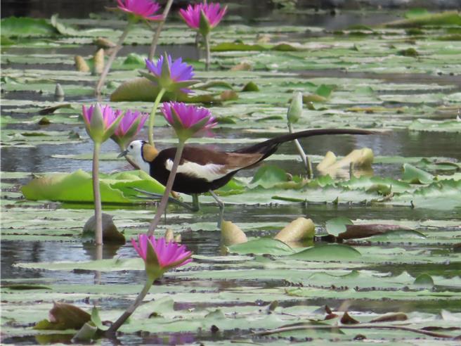 水雉穿梭遊走在蓮花田。（白河區公所提供／張毓翎台南傳真）