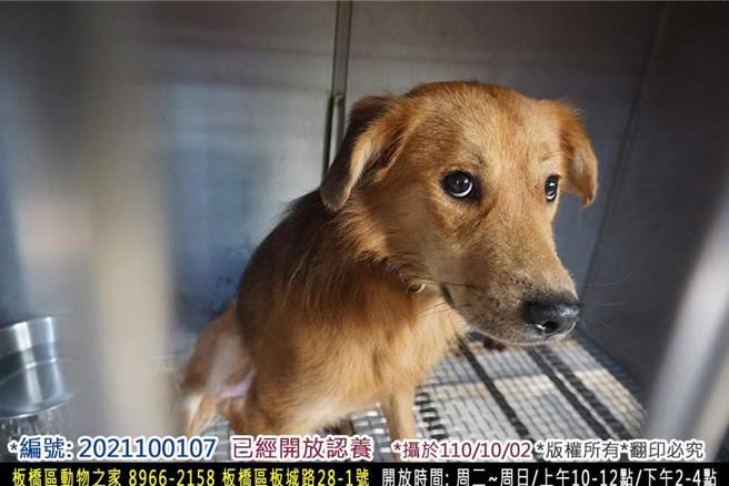 浩浩剛到板橋動物之家時的模樣。（新北市動保處提供）