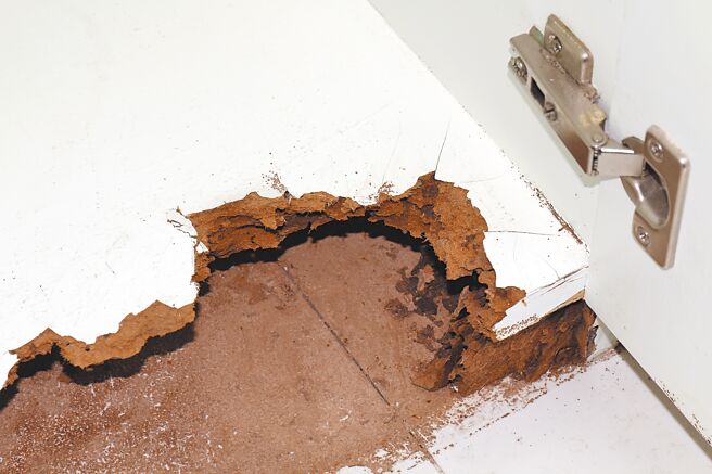 蟲蛀保障服務為信義房屋獨家，可替買賣方解決蟲蟲危機。圖／信義提供