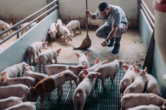 陸對歐豬反傾銷調查 歐盟老神在在 這4國苦惱