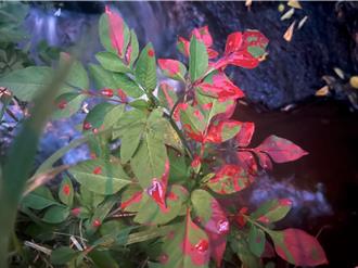 新北泰山大窠溪遭染紅 非法皮革染整廠遭逮停工