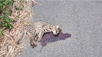 今年第10起路殺！石虎全身血倒臥苗栗產業道路死亡