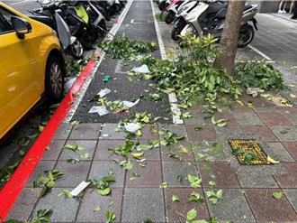 北市松江路墜樓！中年女高樓摔落   「砸到路樹」倒人行道身亡 