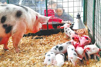大陸對歐產豬肉 祭反傾銷調查