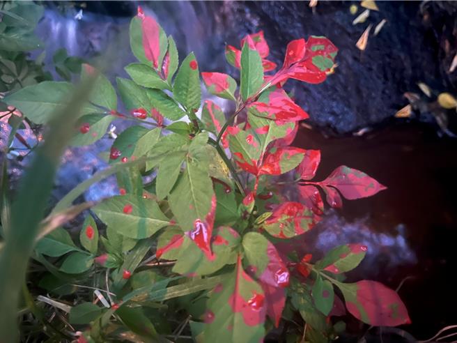 稽查人員在某一路橋旁發現有可疑紅色染料殘留。（新北市環保局提供）