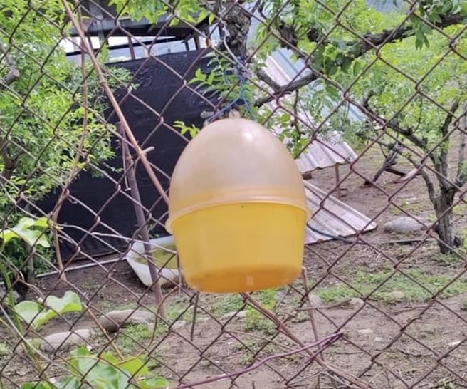 农业部苗栗区农业改良场发布果树病虫害警报，包括公馆乡等10乡镇，东方果实蝇密度上升。（苗栗农改场提供／李京升苗栗传真）