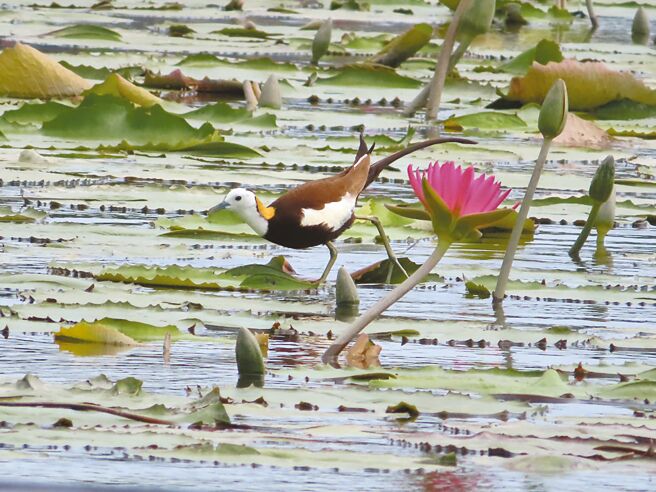 台南水雉復育有成，族群往外擴散，現蹤白河區蓮花田。（白河區公所提供／張毓翎台南傳真）