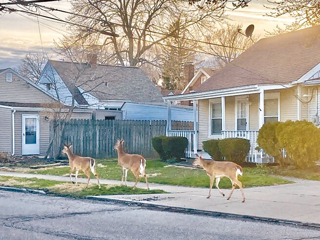 春天傍晚，有鹿閒走街道上。（冯平提供）