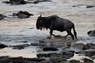 落单牛羚渡河 惨遭2鱷连续进攻 结局奇蹟发生了