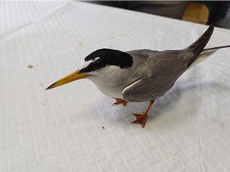 瀕危2級保育類小燕鷗癱廢棄魚塭 搶救10天重生將放飛