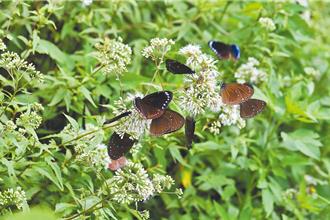 台南關子嶺紫斑蝶數量大增 賞蝶活動7月中開跑