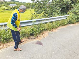 未滿半年 苗栗發生第10件石虎路殺