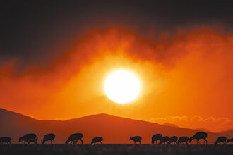 共打芬太尼 美禁毒辦主任將訪華