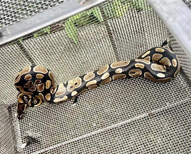蛇莽疑似跷家闯进租屋处定居，现场留有疑似球蟒猎捕吃过的食物残渣，还有完整的蛇蜕，吓坏租客遭逮。（民眾提供／杨静茹南投传真）
