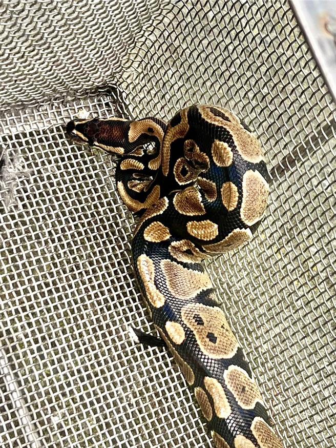 球蟒在蟒蛇科中属于较小体形者，加上无毒又温驯，因为喜欢缩成一个球状，而叫球蟒。（民眾提供／杨静茹南投传真）