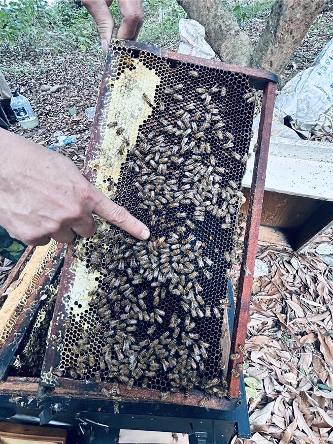 彰化县今年蜂蜜产量减少超过一半，农业部公告彰化县因「113年1-3月高温(迟发性)」致蜂群蜜源缺乏，已符合农业天然灾害现金救助标准，县府提醒符合规定的蜂农，儘速持相关证明文件，向所在地公所提出申请。（彰县府提供／叶静美彰化传真）