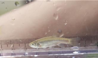 保育台灣瀕危淡水魚 育林國小復育「菊池氏細鯽」
