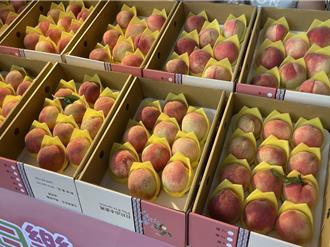 拉拉山水蜜桃產季開啟！香甜可口等你來品嘗