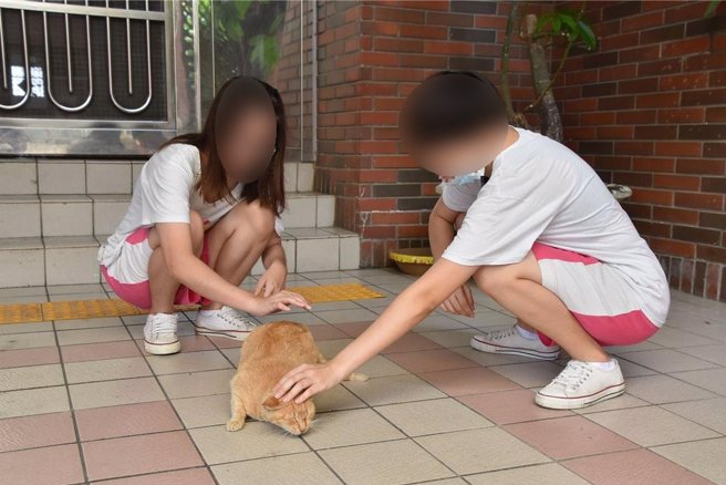 高雄燕巢明陽中學有不少流浪貓狗，圖為學生平日與貓咪互動情形。（民眾提供／林瑞益高雄傳真）