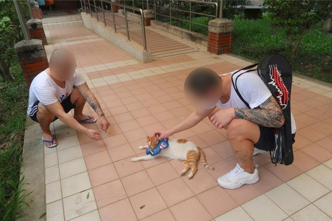 高雄燕巢明陽中學有不少流浪貓狗，圖為學生平日與貓咪互動情形。（民眾提供／林瑞益高雄傳真）