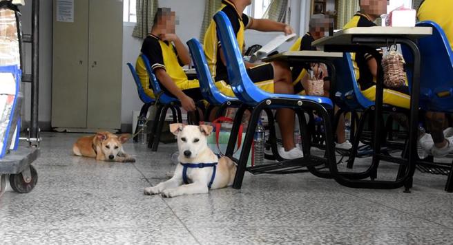 高雄燕巢明陽中學飼養的狗很乖巧，不吵不鬧。（民眾提供／林瑞益高雄傳真）