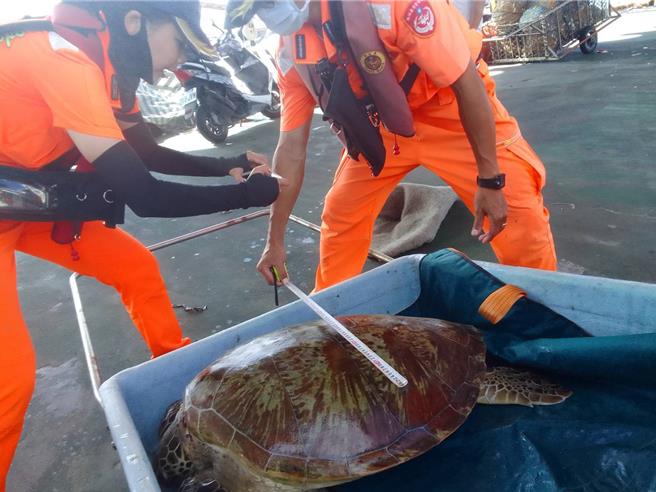 20日在澎湖北海海域的一头绿蠵龟疑似贪吃遭网获，经岸巡人员丈量尺寸后，送收容所「留置」观察。（许逸民摄）