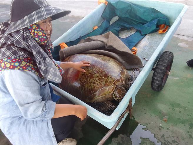 20日在澎湖北海海域的一头绿蠵龟疑似贪吃遭网获，虽活动力良好，但保育人员还是送往澎湖渔业研究中心海龟收容所观察，等到康復检查没有问题，就会野放送回大海。（许逸民摄）