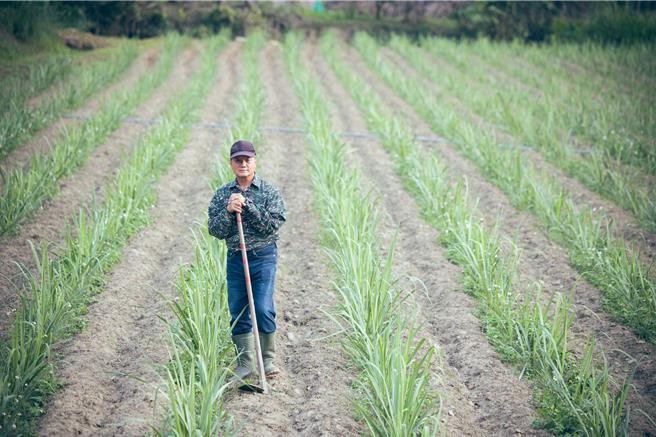 张锡斌于蔗园间工作身影。（文总提供／李怡芸台北传真）