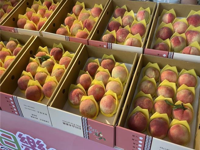 桃园市知名农产拉拉山水蜜桃进入产季，市府22日将于復兴区角板山公园举办水蜜桃推广系列活动，今年产量受气候影响略减2成，价格也微幅上涨1成。（復兴区农会提供／吕筱蝉桃园传真）