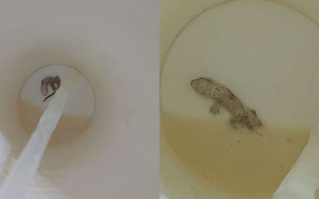 有二宝妈喝手摇饮快吸到最后一口时，惊见杯底有只死壁虎，让她产生了阴影。（图／翻摄自脸书爆料公社二社）